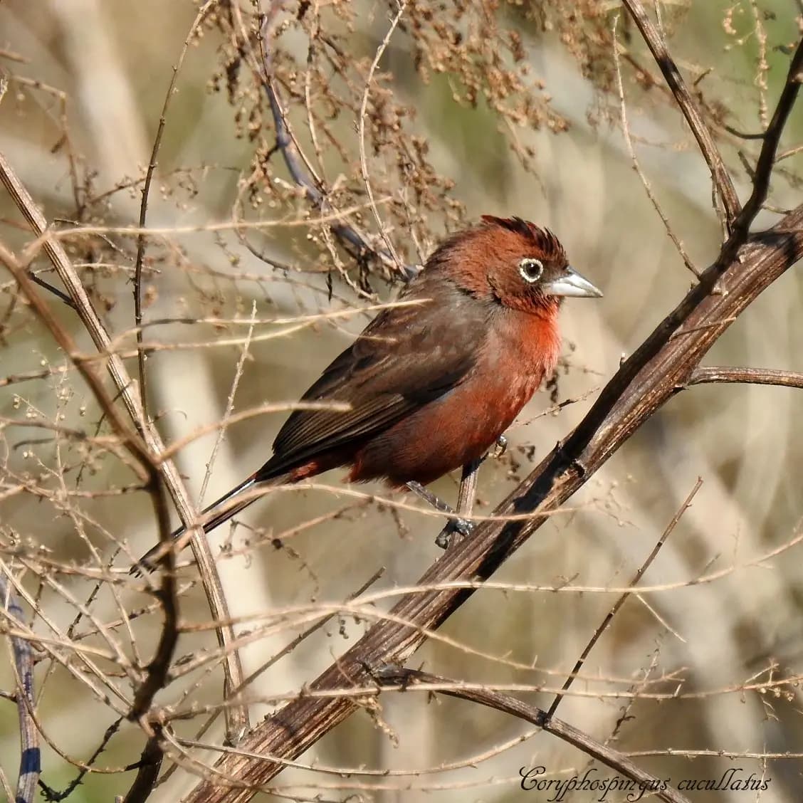 Pájaro
