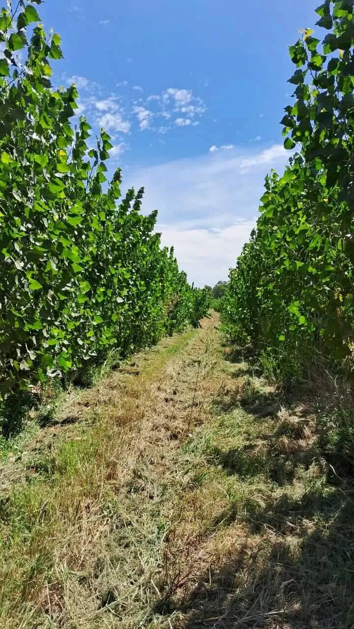Plantación